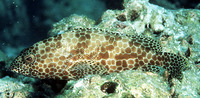 Epinephelus merra, Honeycomb grouper: fisheries, aquaculture, gamefish, aquarium