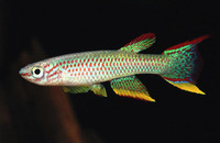 Aphyosemion gabunense gabunense, Gabon killi: aquarium