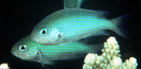 Pristotis cyanostigma, Bluedotted damsel:
