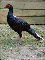 Swinhoe's Pheasant Lophura swinhoii