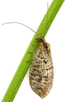 Wesmaelius quadrifasciatus