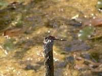 Leucorrhinia pectoralis - Large White-faced Darter