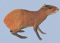 Image of: Dasyprocta ruatanica (Ruatan Island agouti)