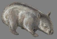 Image of: Lasiorhinus latifrons (southern hairy-nosed wombat)