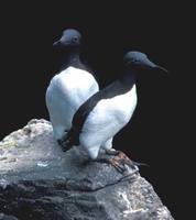 Uria aalge - Guillemot