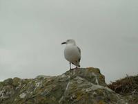 Larus bulleri - Black-billed Gull