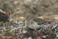 Calidris maritima - Purple Sandpiper