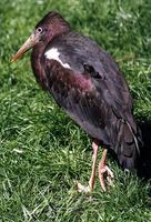 Ciconia abdimii - Abdim's Stork