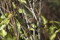 Acanthiza reguloides - Buff-rumped Thornbill