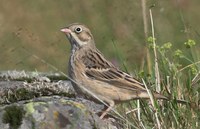 Emberiza hortulana - Ortolan Bunting