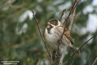 Emberiza schoeniclus - Reed Bunting