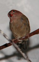 Lagonosticta senegala - Red-billed Firefinch