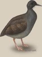 Image of: Crypturellus boucardi (slaty-breasted tinamou)