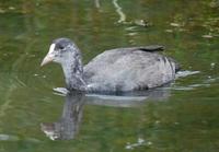 Image of: Fulica atra (common coot)