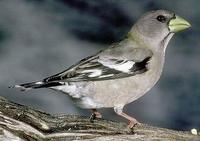 Image of: Hesperiphona vespertina (evening grosbeak)