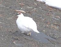 Image of: Lagopus muta (rock ptarmigan)