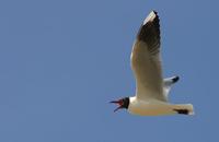 Image of: Larus maculipennis (brown-hooded gull)
