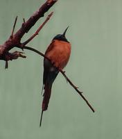 Image of: Merops nubicus (northern carmine bee-eater)