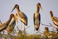 Image of: Mycteria leucocephala (painted stork)