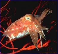 Image of: Sepia latimanus