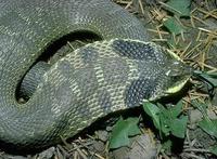 Image of: Heterodon platirhinos (eastern hog-nosed snake)
