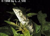 Image of: Polychrus marmoratus (many-colored bush anole)