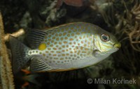 Siganus guttatus - Deepbody Spinefoot