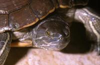 Image of: Trachemys stejnegeri (Central Antillean slider)