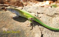 Cnemidophorus lemniscatus - Rainbow Whiptail