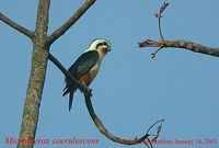 Collared Falconet - Microhierax caerulescens