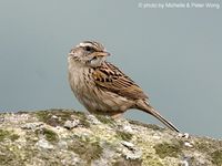 Upland Pipit - Anthus sylvanus