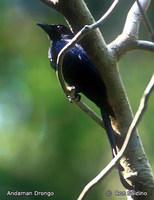 Andaman Drongo - Dicrurus andamanensis