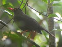 Sulawesi Thrush - Cataponera turdoides