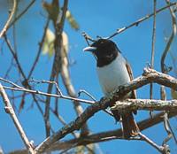 Rufous Vanga (Schetba rufa) photo