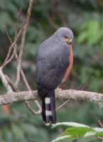 Red-chested Goshawk - Accipiter toussenelii