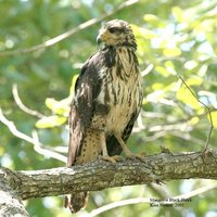 Mangrove Black-Hawk - Buteogallus subtilis