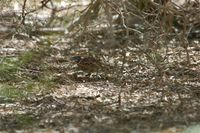 Madagascar Buttonquail - Turnix nigricollis