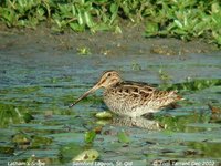 Latham's Snipe - Gallinago hardwickii