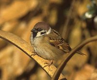 Eurasian Tree Sparrow (Passer montanus) photo