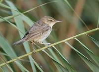 Great Reed Warbler (Acrocephalus arundinaceus) photo