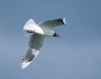Brown-hooded Gull (Larus maculipennis) photo