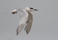 Forster's Tern - Sterna forsteri