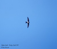 Alpine Swift - Tachymarptis melba