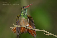 Buff-bellied Hummingbird - Amazilia yucatanensis