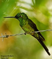 Empress Brilliant - Heliodoxa imperatrix
