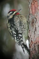 Yellow-bellied Sapsucker - Sphyrapicus varius