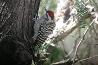 Ladder-backed Woodpecker - Picoides scalaris