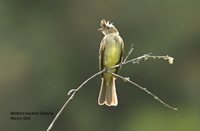 Mottle-backed Elaenia - Elaenia gigas