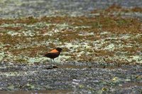 Andean Negrito - Lessonia oreas