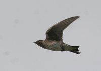 Purple Martin - Progne subis